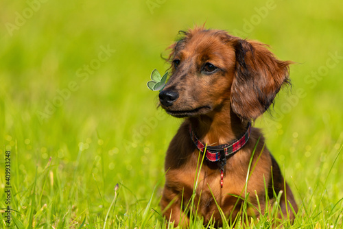 Dachshund with a butterfly on his nose.