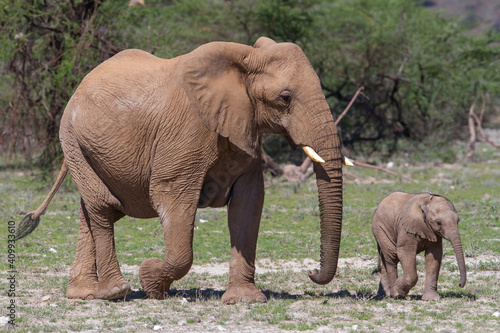 Elephant mother and her baby on the plains of the Samburu National Park in Kenya