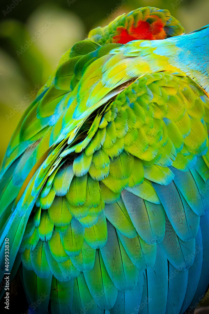 Obraz premium blue and yellow macaw