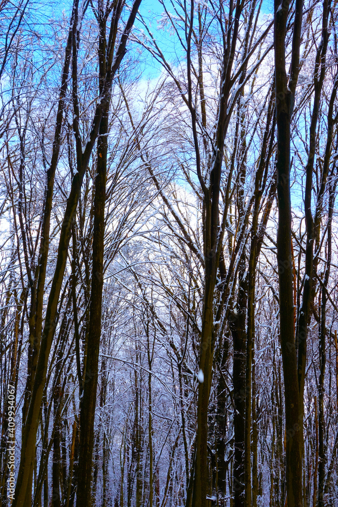 Fototapeta premium Beautiful snowy landscape after heavy snowfall