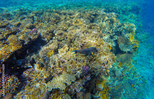 Fototapeta Naklejka Na Ścianę i Meble -  
incredibly beautiful combinations of colors and shapes of living coral reef and fish in the Red Sea in Egypt, Sharm El Sheikh