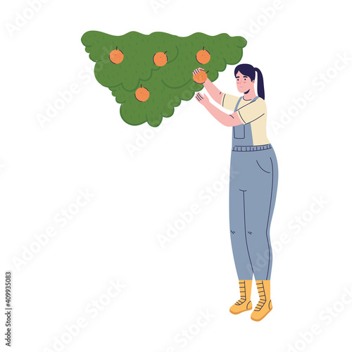 farmer female cultivating oranges avatar character vector illustration design