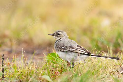 Young white wagtail, Motacilla alba standing in the grass on a sunny day