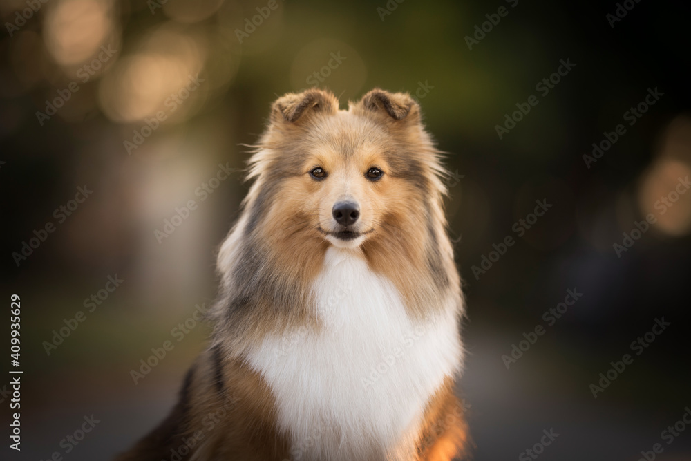 Show-Handled Sheltie Show-Handled Sheltie
