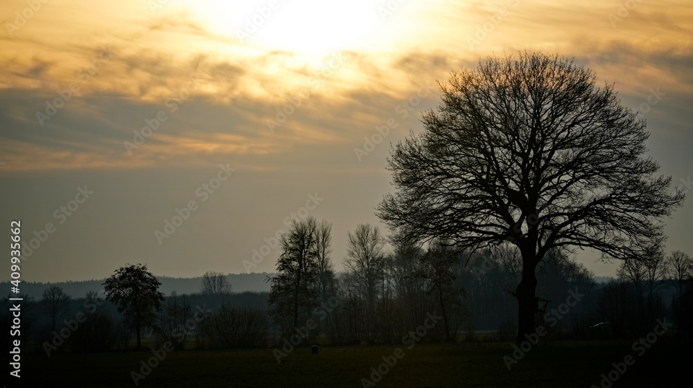 Großer Baum bei Abenddämmerung. Silhouette  eines Baums im Winter mit Sonnenuntergang am Abend.