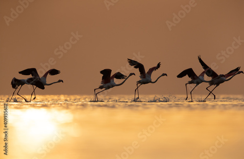 Silhouette of Greater Flamingos takeoff at Asker coast of Bahrain during sunrise © Dr Ajay Kumar Singh