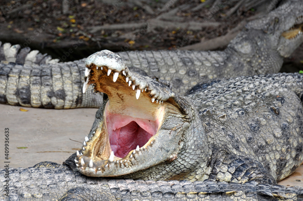 Fototapeta premium A large alligator in a free-range enclosure