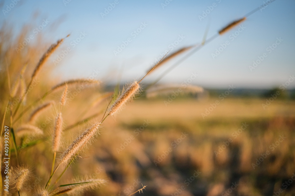 Fototapeta premium The beauty of the grass flowers when the sunlight hits