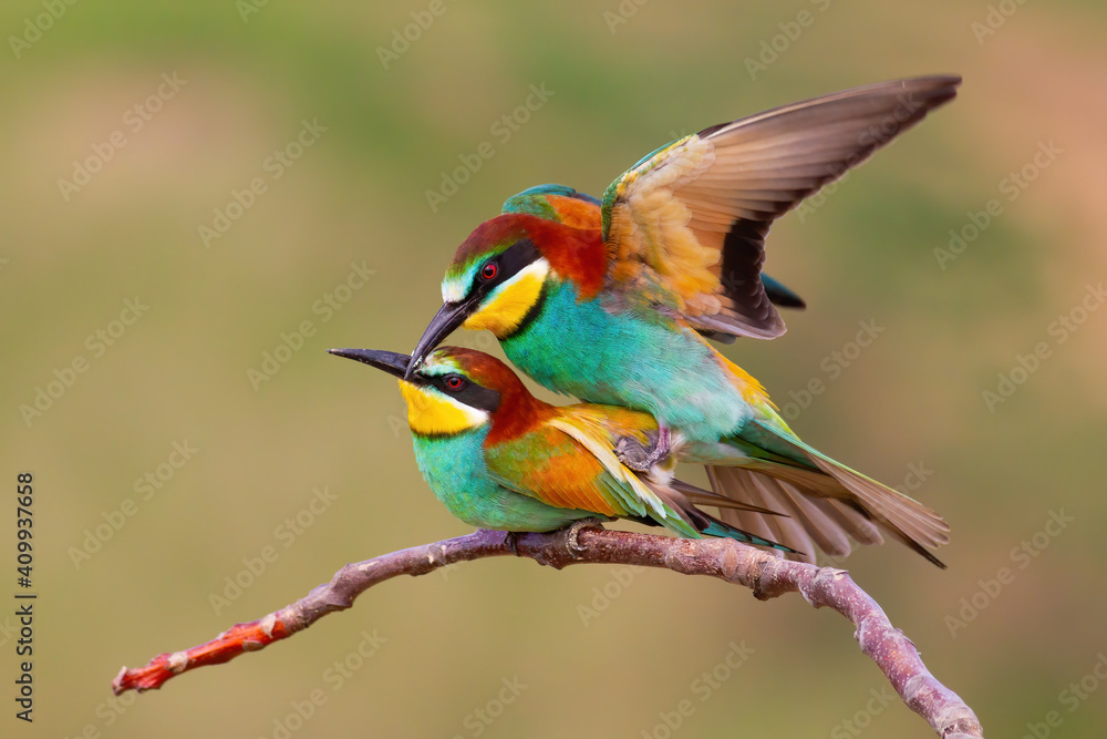 Two european bee-eaters, merops apiaster, mating on a twig in spring nature. Pair of two colorful birds copulating on a branch with blurred background.