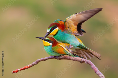 Two european bee-eaters, merops apiaster, mating on a twig in spring nature. Pair of two colorful birds copulating on a branch with blurred background.