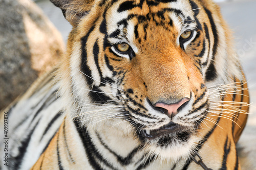 bengal tiger in the enclosure