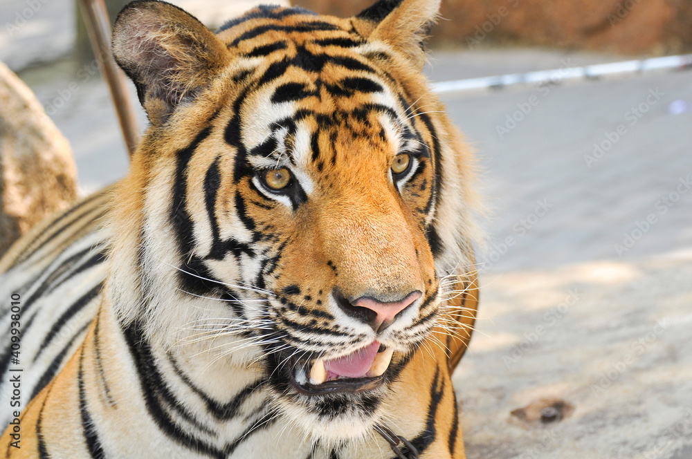 Fototapeta premium bengal tiger in the enclosure