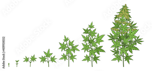 Hemp growth stages. Plants development. Cannabis indica. Medicinal plant. Vector illustration. Infographic set. Harvest animation progression.