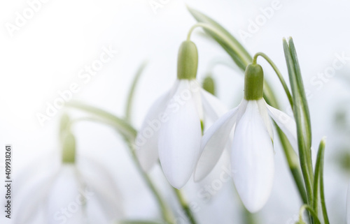 close up of snowdrop flowers under sunlight - spring time flowers	