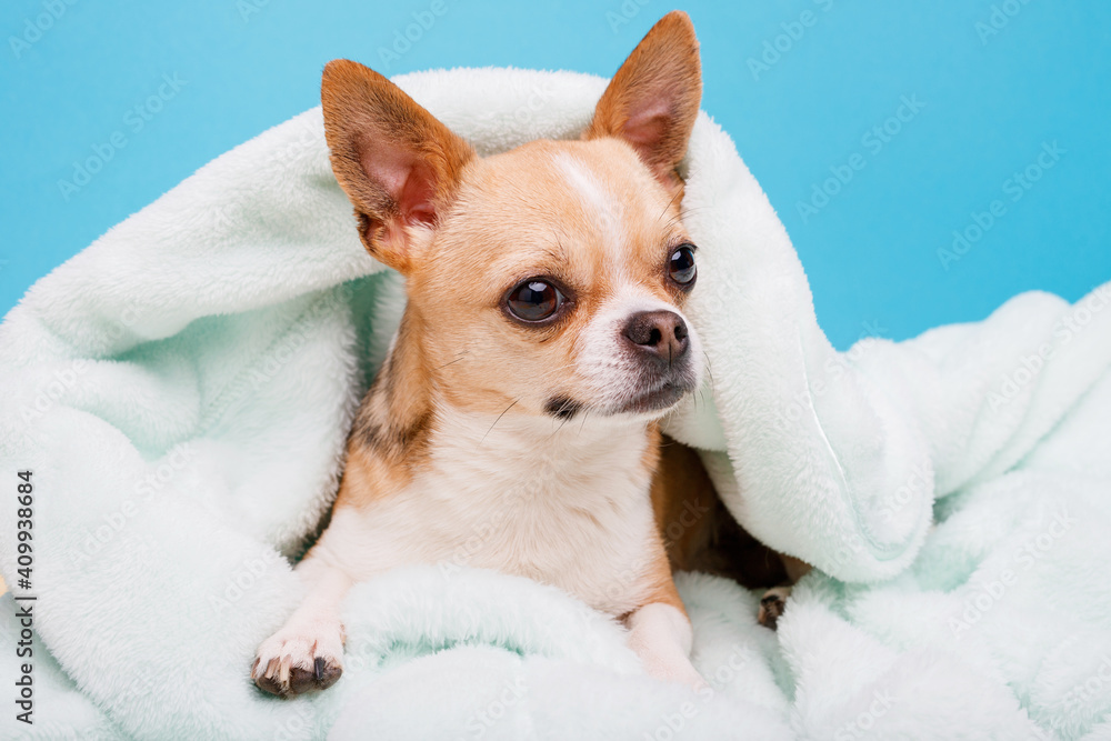 Portraite of cute puppy chihuahua lying on blue plaid. Little smiling dog.
