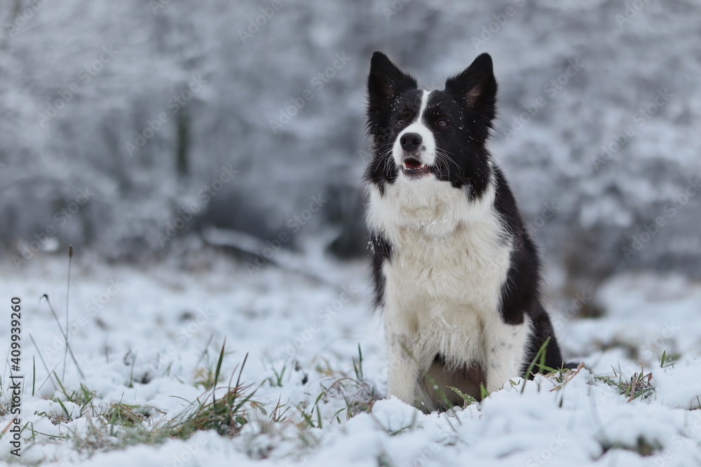 Border Collie Sits in the Snow during Wintertime. Adorable Black and White Dog in Snowy Nature.