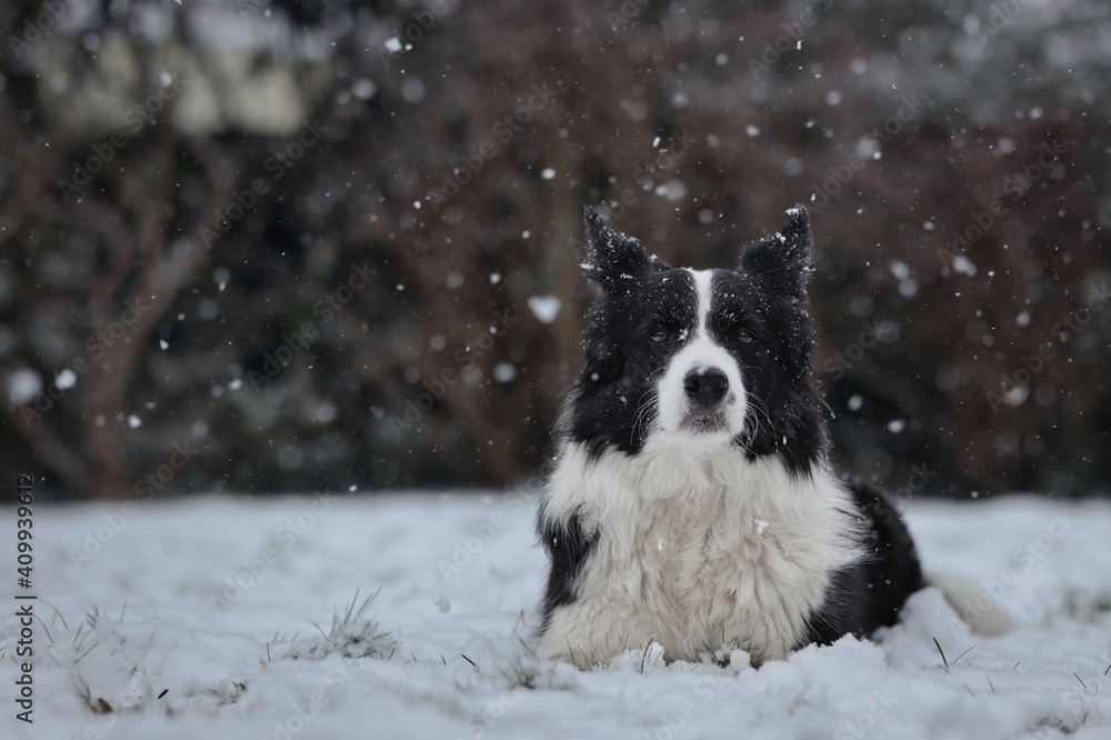 Cute Border Collie Lies Down in Snow during Snowfall. Adorable Black and White Dog in the Winter Garden. Cute Border Collie Lies Down in Snow during Snowfall. Adorable Black and White Dog in the Winter Garden.
