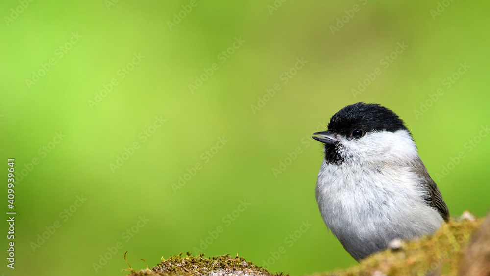 Naklejka premium Marsh Tit sitting on a stick. Marsh Tit on a moss.