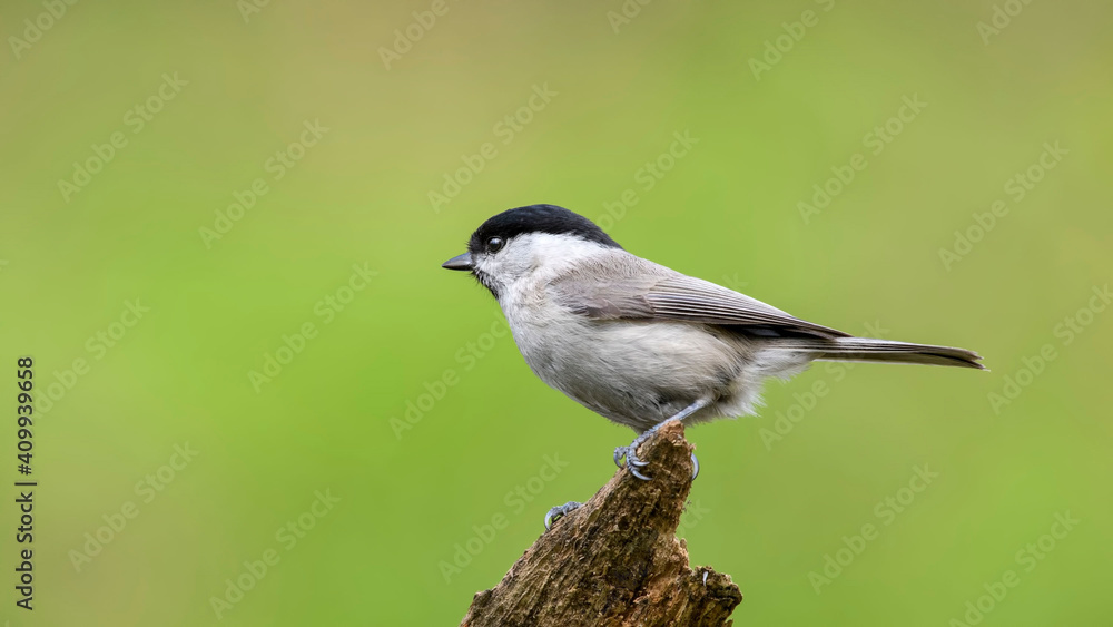 Marsh Tit sitting on a stick. Marsh Tit on a moss. Marsh Tit sitting on a stick. Marsh Tit on a moss.