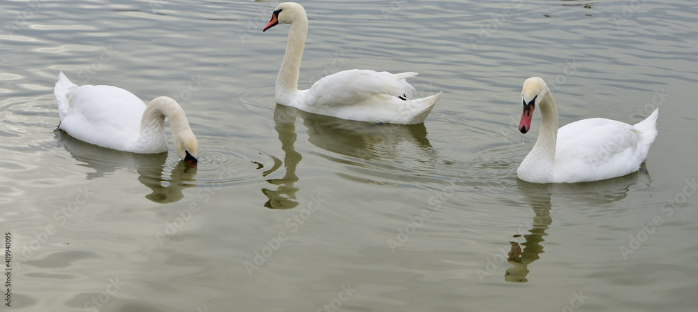 Obraz premium Three swans are looking for food at the bottom thanks to shallow water 