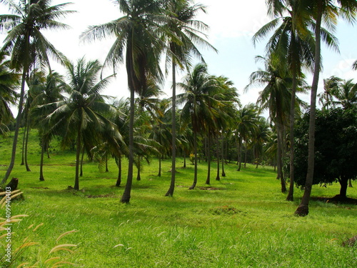 coconut palm trees