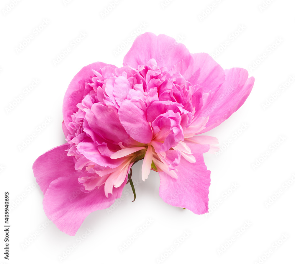 Plucked peony flower isolated on white background Plucked peony flower isolated on white background