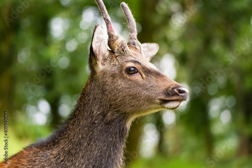 Portrait of a deer.