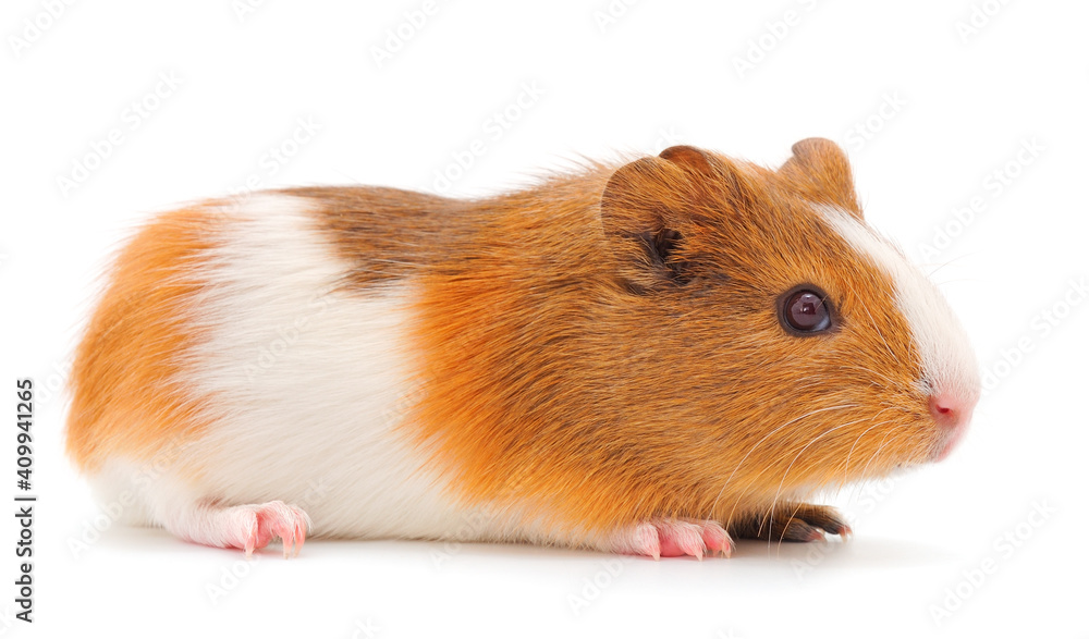 Guinea pig isolated. Guinea pig isolated.