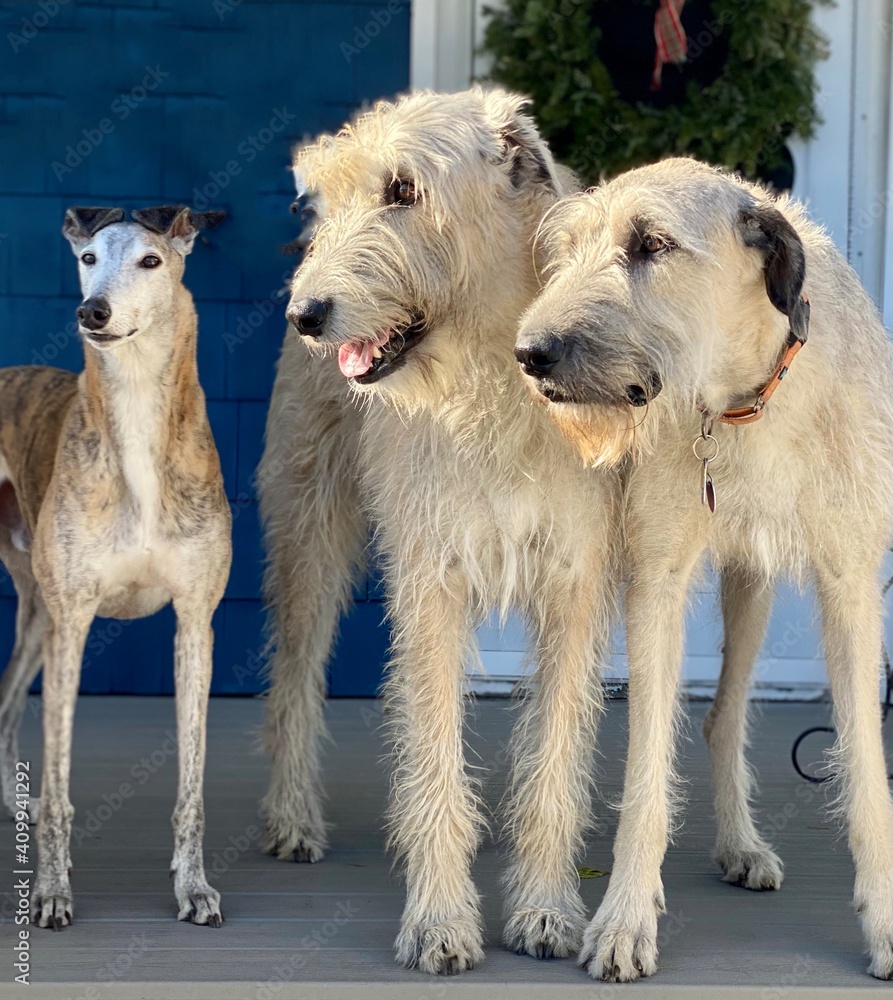 Fototapeta premium group of dogs