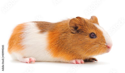 Guinea pig isolated.