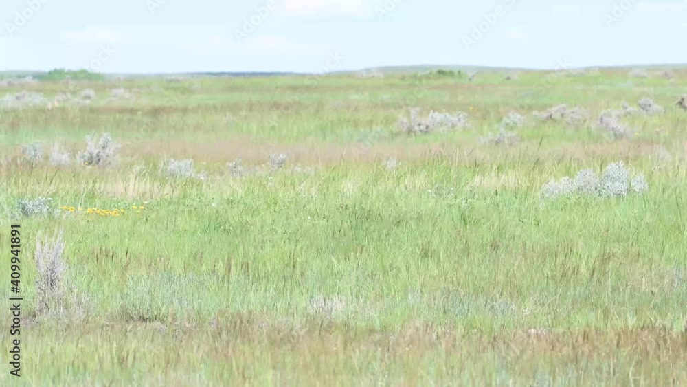 Pronghorn in the Canadian wilderness Pronghorn in the Canadian wilderness