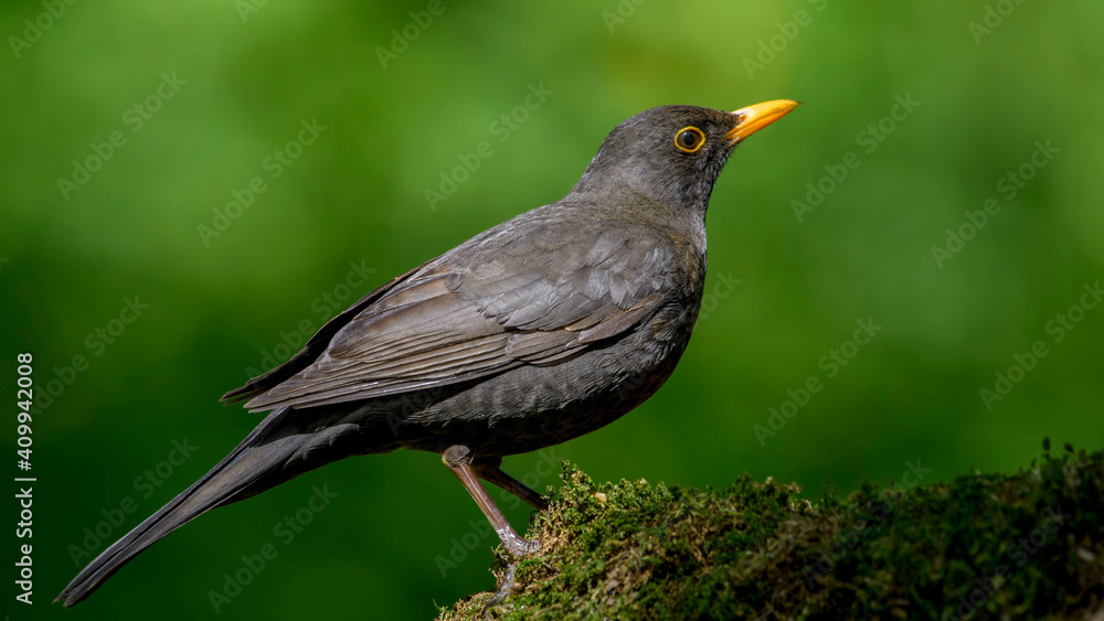 Common Blackbird on a branch Common Blackbird on a branch