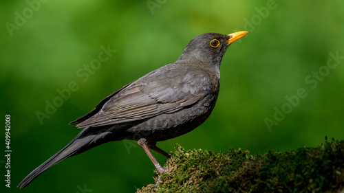 Common Blackbird on a branch © VitOt