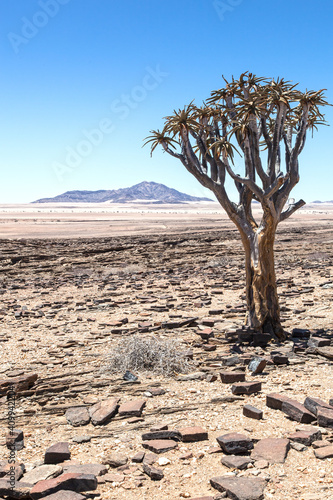 namibian landscape with a quiver tree