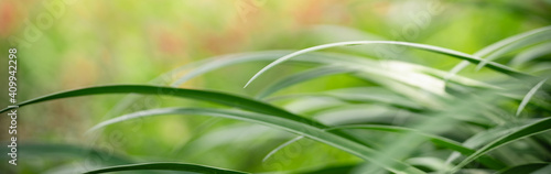 Abstract blurred of green leaf nature using as background natural plants, ecology cover page concept.