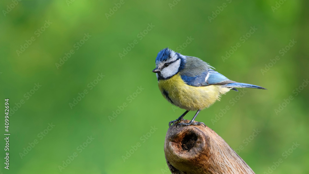 Obraz premium Eurasian Blue Tit sitting on the branch