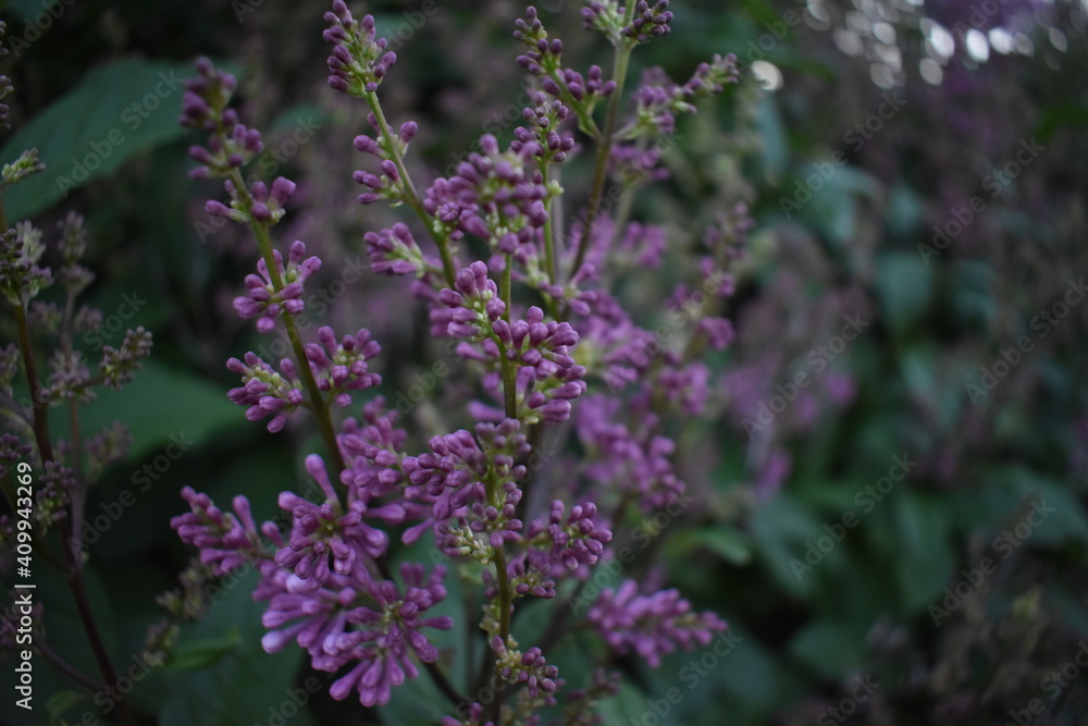 close-up of purple flowers with green leaves in the background close-up of purple flowers with green leaves in the background