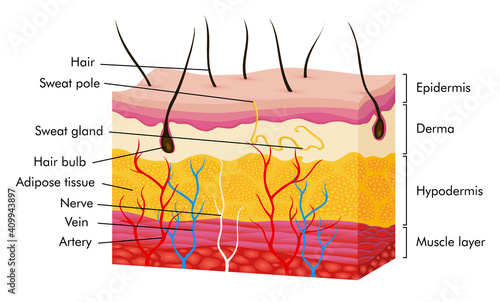 Skin anatomy. Human body skin vector illustration with parts vein artery hair sweat gland epidermis dermis and hypodermis. Human Cross-section of the skin layers structure photo