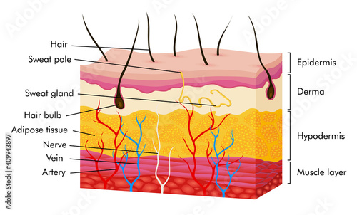 Skin anatomy. Human body skin vector illustration with parts vein artery hair sweat gland epidermis dermis and hypodermis. Human Cross-section of the skin layers structure