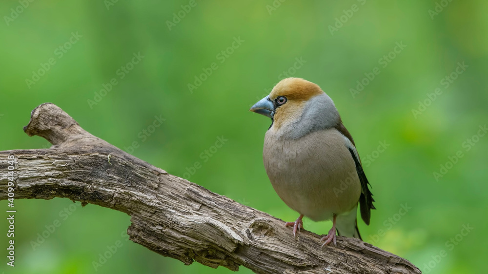 Hawfinch sitting on the branch.