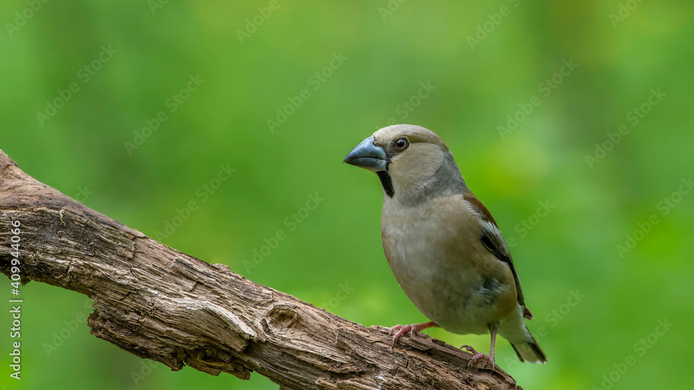 Hawfinch sitting on the branch.
