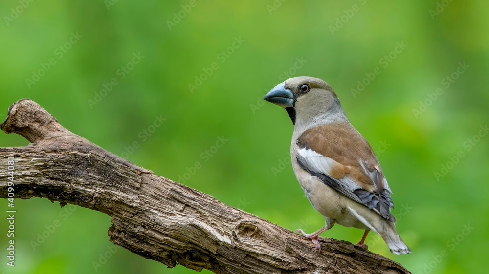 Hawfinch sitting on the branch. Hawfinch sitting on the branch.