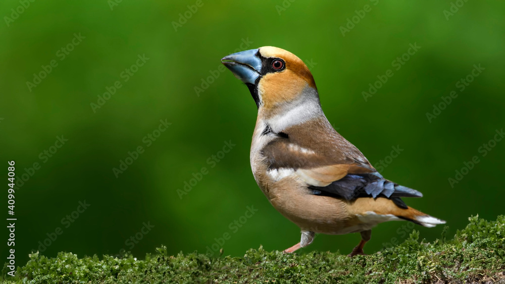 Hawfinch sitting on the branch. Hawfinch sitting on the branch.