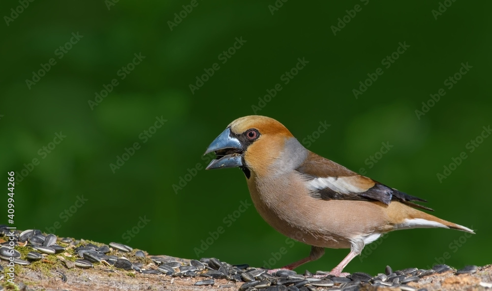 Hawfinch sitting on the branch.