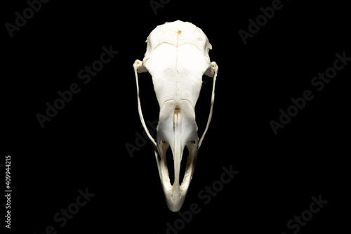 Front view of huge bird skull isolated on black.