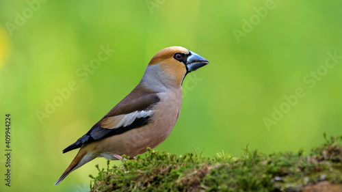 Leinwand Poster Hawfinch sitting on the branch.