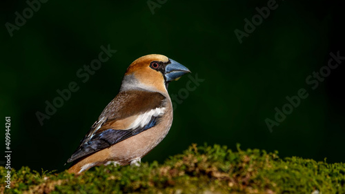 Photo Hawfinch sitting on the branch.