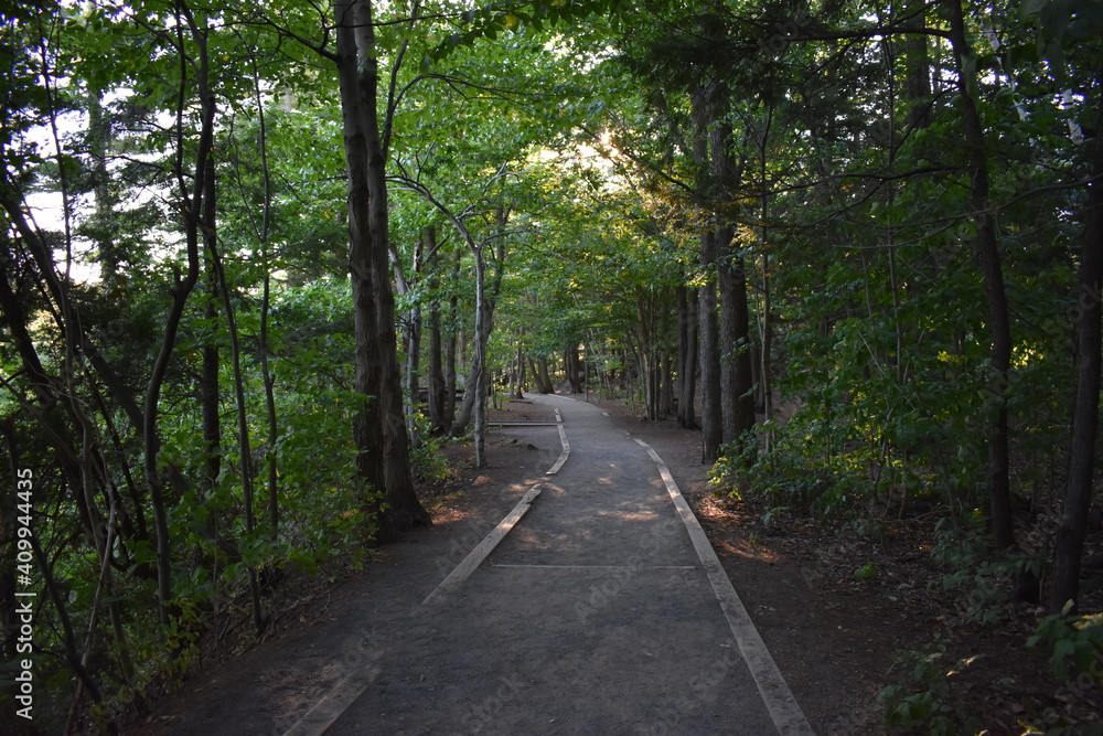 walking trail through a forest with trees walking trail through a forest with trees