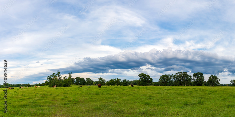 Wall cloud over a cow pasture