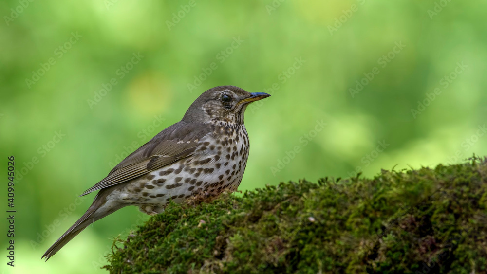 Song Thrush on a moss Song Thrush on a moss